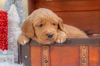 Bear, a male Goldendoodle for sale in Waco, TX – Photo 10 of 10