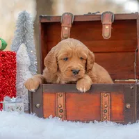 Bear, a male Goldendoodle for sale in Waco, TX – Photo 6 of 10