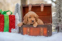 Bear, a male Goldendoodle for sale in Waco, TX – Photo 6 of 10