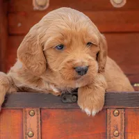 Bear, a male Goldendoodle for sale in Waco, TX – Photo 1 of 10