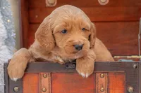 Bear, a male Goldendoodle for sale in Waco, TX – Photo 1 of 10