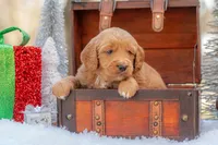 Bear, a male Goldendoodle for sale in Waco, TX – Photo 8 of 10