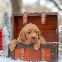 Bear, a male Goldendoodle for sale in Waco, TX – Photo 5 of 10