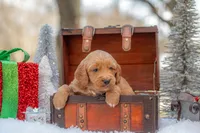 Bear, a male Goldendoodle for sale in Waco, TX – Photo 5 of 10