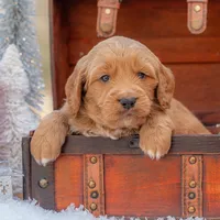 Bear, a male Goldendoodle for sale in Waco, TX – Photo 9 of 10
