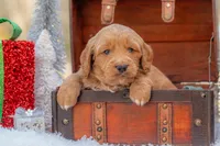 Bear, a male Goldendoodle for sale in Waco, TX – Photo 9 of 10