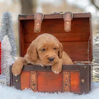 Bear, a male Goldendoodle for sale in Waco, TX – Photo 4 of 10