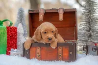 Bear, a male Goldendoodle for sale in Waco, TX – Photo 4 of 10