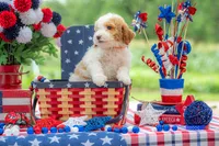 Dolly, a female Goldendoodle for sale in Waco, TX – 5 of 10