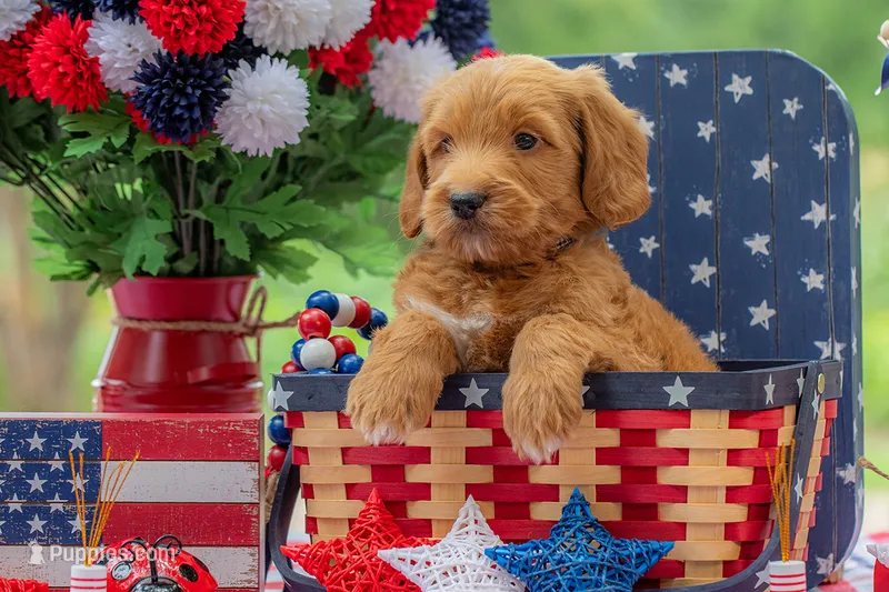 Royal – Goldendoodle puppy for sale in Waco, TX