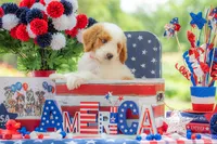 Ivy, a female Goldendoodle for sale in Waco, TX – 7 of 10
