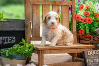 Dolly, a female Goldendoodle for sale in Waco, TX – 8 of 8