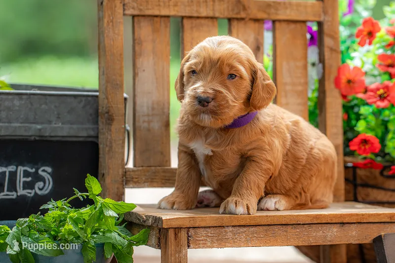 Royal – Goldendoodle puppy for sale in Waco, TX