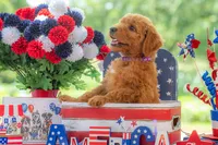 Baron, a male Goldendoodle for sale in Waco, TX – 5 of 10