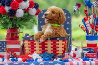 Teddy, a male Goldendoodle for sale in Waco, TX – 9 of 10