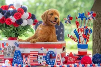 Baron, a male Goldendoodle for sale in Waco, TX – 6 of 10