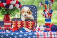 Dolly, a female Goldendoodle for sale in Waco, TX – 7 of 10