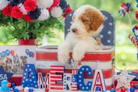 Rusty, a male Goldendoodle for sale in Waco, TX – 2 of 10