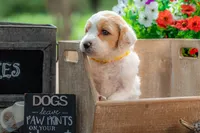 Willow, a female Goldendoodle for sale in Waco, TX – 7 of 10