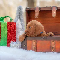 Bentley, a male Goldendoodle for sale in Waco, TX – Photo 6 of 9