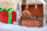 Bentley, a male Goldendoodle for sale in Waco, TX – Photo 6 of 9