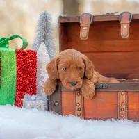 Bentley, a male Goldendoodle for sale in Waco, TX – Photo 7 of 9