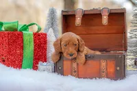 Bentley, a male Goldendoodle for sale in Waco, TX – Photo 7 of 9