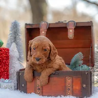 Bentley, a male Goldendoodle for sale in Waco, TX – Photo 3 of 9