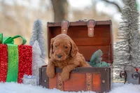 Bentley, a male Goldendoodle for sale in Waco, TX – Photo 3 of 9