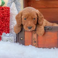 Bentley, a male Goldendoodle for sale in Waco, TX – Photo 5 of 9