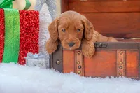 Bentley, a male Goldendoodle for sale in Waco, TX – Photo 5 of 9