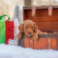 Bentley, a male Goldendoodle for sale in Waco, TX – Photo 8 of 9