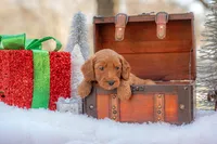 Bentley, a male Goldendoodle for sale in Waco, TX – Photo 8 of 9