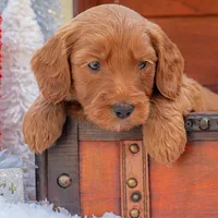 Bentley, a male Goldendoodle for sale in Waco, TX – Photo 1 of 9