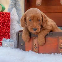 Bentley, a male Goldendoodle for sale in Waco, TX – Photo 4 of 9