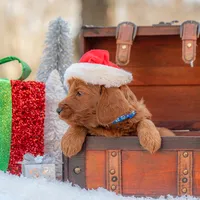 Bentley, a male Goldendoodle for sale in Waco, TX – Photo 2 of 9