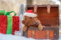 Bentley, a male Goldendoodle for sale in Waco, TX – Photo 2 of 9