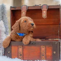 Bentley, a male Goldendoodle for sale in Waco, TX – Photo 9 of 9