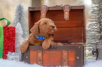 Bentley, a male Goldendoodle for sale in Waco, TX – Photo 9 of 9