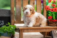 Dolly, a female Goldendoodle for sale in Waco, TX – 4 of 8