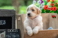 Bandit, a male Goldendoodle for sale in Waco, TX – 6 of 7