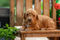 Scarlet, a female Goldendoodle for sale in Waco, TX – 6 of 8
