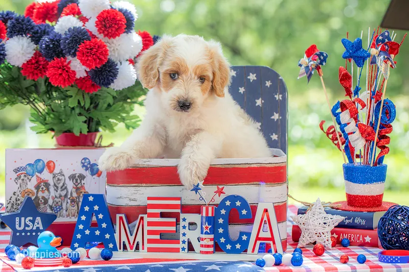 Bandit – Goldendoodle puppy for sale in Waco, TX