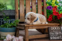 Sterling, a male Goldendoodle for sale in Waco, TX – 6 of 10