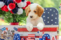Ivy, a female Goldendoodle for sale in Waco, TX – 9 of 10