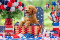 Colt, a male Goldendoodle for sale in Waco, TX – 7 of 10