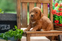 Colt, a male Goldendoodle for sale in Waco, TX – 5 of 10
