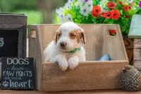 Blue, a male Goldendoodle for sale in Waco, TX – 5 of 8