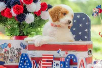 Ivy, a female Goldendoodle for sale in Waco, TX – 3 of 10