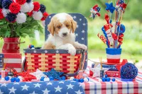 Benny, a male Goldendoodle for sale in Waco, TX – 4 of 10